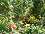 Agrandir la photo