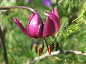 Agrandir la photo