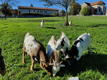 Gite de groupe La grange des tilleuls