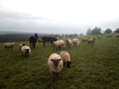 Gite des 3 Suissesses