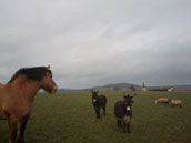 Gite des 3 Suissesses