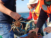 Les Amis de la Mer