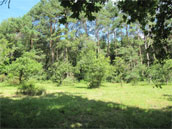 L'Appel de la Forêt