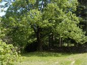 La Bastide du Causse