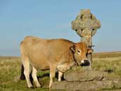 Gîte La Belle Aubrac