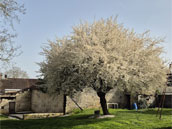 Les Bouleaux aux Tourterelles
