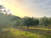 Domaine de Castillou