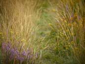 Centre les Landes