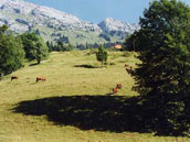 Chalet les Cyclamens