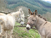 La Chèvre et le Paysan