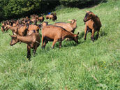 La Chèvre et le Paysan