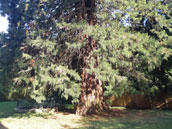 Le Séquoia