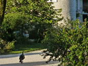 Le Grand Courdeault
