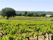 Domaine de Saint Sauveur