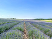 Domaine de La Blache