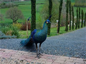 Le Domaine de la Plume