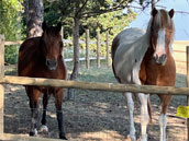 Domaine Saladry
