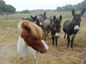 Domaine Sesquier
