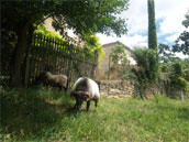 Ferme de Camalières