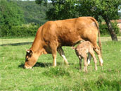 La Ferme du Chapi