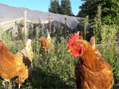 La Ferme du Chapi