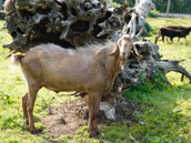 Ferme de la Dierge