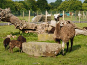 Ferme de la Dierge