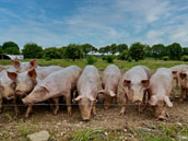 Ferme de la Dierge