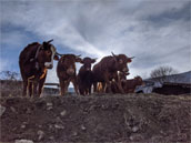 Ferme des Grangiers