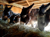 La Ferme de Nat