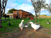 La Ferme de Nat