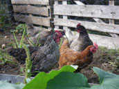 Ferme de la Gilbernie