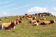 Ferme de la Truyère