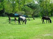 Les Garbustets