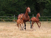 Le Haras de Garrypierre