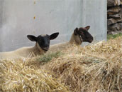 La Grange et La Renardière