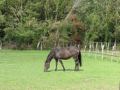 Gites du haras de la fontaine