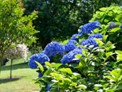 les Hortensias Bleus