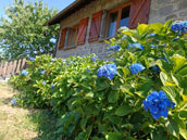 Les Hortensias