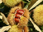 Gîte d'étape de Laboule