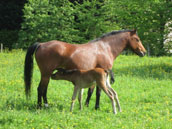 Ferme Equestre de Lagesse