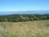 Gîte forestier de la Lèbe