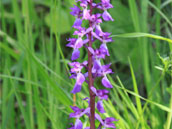 Les Maisons de Chatel