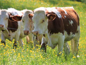 Les Maisons de Chatel