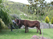 Mas Manyaques