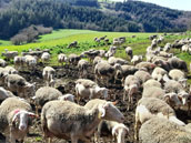 Gite de Montginoux