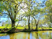 Moulin et Petit Etourneau