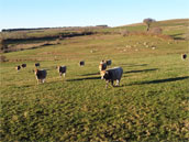 L'Oustal d'Aubrac