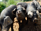 La Ferme du Puy d'Anché