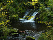 Le Torrent